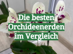 Die besten Orchideenerden im Vergleich