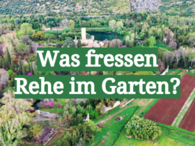 Was fressen Rehe im Garten?
