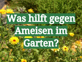 Was hilft gegen Ameisen im Garten