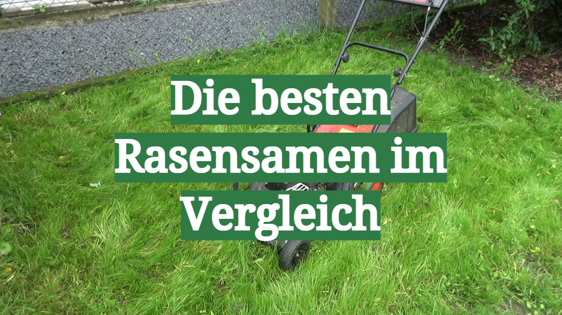 Die besten Rasensamen im Vergleich